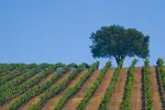 Santa Barbara Wine Country is one of the top wine destinations says Wine Enthusiast, alongside Napa Valley, rating California vineyards alongside Champagne.