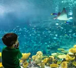 Pacific Coast Highway Travel picks ten fun family things to do in Seattle, including Space Needle, museums, a zoo, aquarium and a ferry ride.