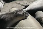 Piedras Blancas Elephant Seals Beach is near Hearst Castle, San Simeon and Cambria and is one of the best things to do when driving the Pacific Coast Highway.