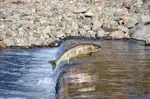 Pacific Coast Highway Travel explains where to watch salmon spawning along the Pacific coast of California, Oregon, and Washington.