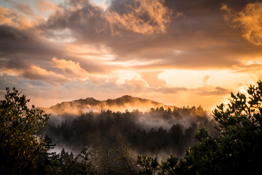big-basin-redwoods-state-park-pixabay-900.jpg