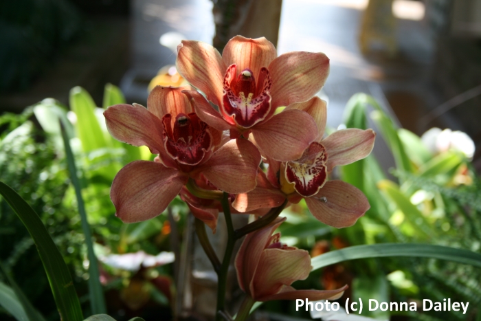 Flower in Balboa Park in San Diego