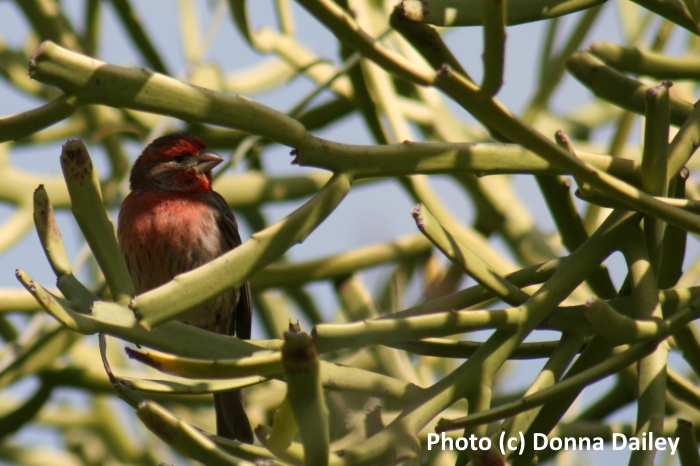 A finch in the Cactus Garden in Balboa Park, San Diego, California