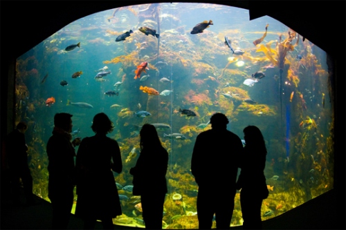 The Best Nightlife in San Francisco could be at the California Academy of Sciences where once a week it becomes a temporary nightclub.