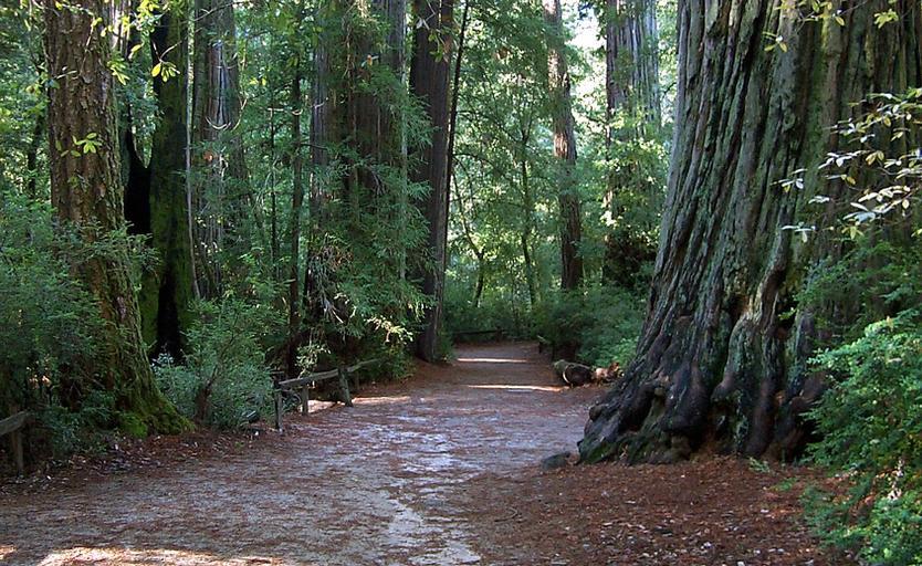 Big Basin Redwoods State Park