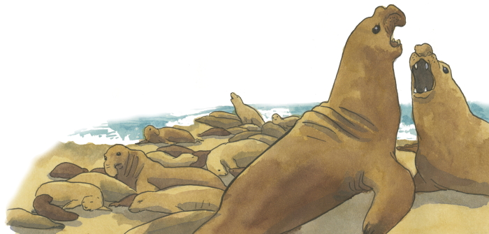 Elephant seals Illustration from The Best Coast west coast travel guide