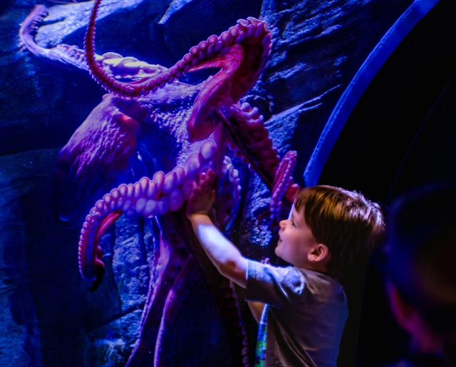 Little Boy and Giant Octopus at the Birch Aquarium at Scripps in La Jolla, near San Diego