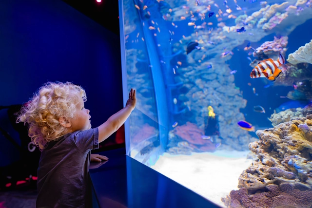 A young guest looks at colorful live coral in Birch Aquarium’s Living Seas.