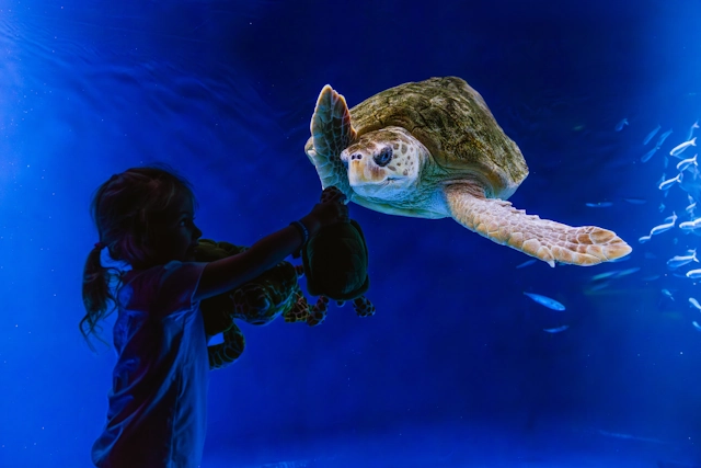 A young guest excited to see the Loggerhead Sea Turtle in Birch Aquarium’s Living Seas.