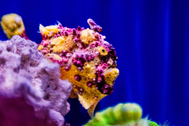 A Warty Frogfish looks out from behind a piece of coral in Birch Aquarium’s Living Seas.