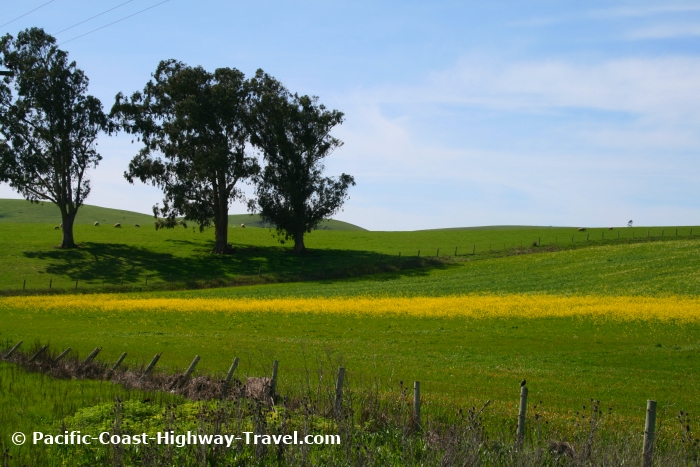 Green fields near Bodega Bay