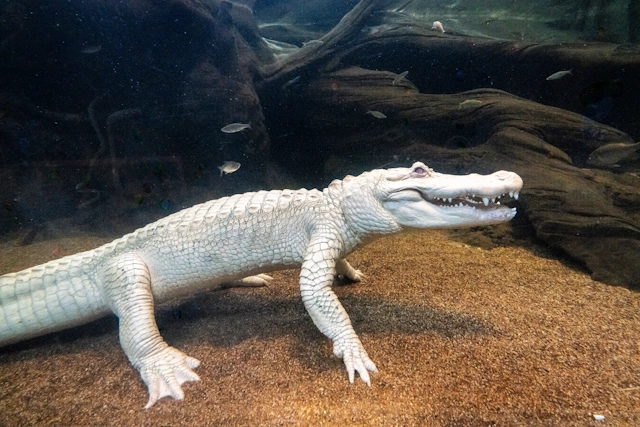 Claude the Albino Alligator at the California Academy of Sciences
