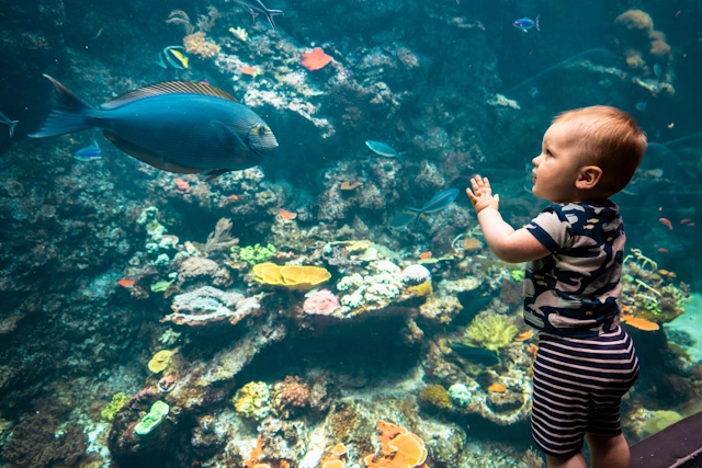 A Child Watching Fish at the California Academy of Sciences