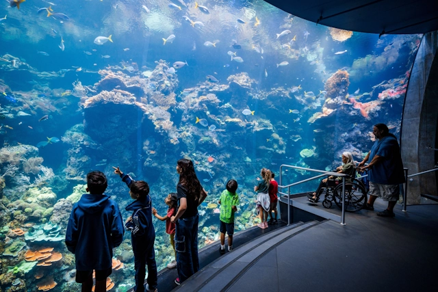 Coral Reef at the California Academy of Sciences