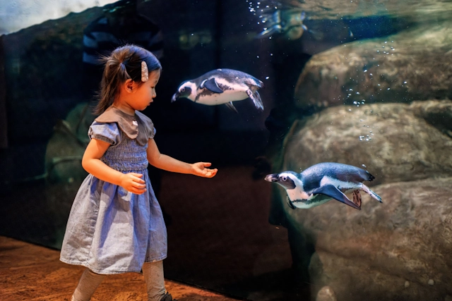African Penguins at the California Academy of Sciences