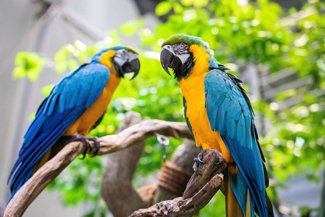 Macaws in the Rainforest at the California Academy of Sciences