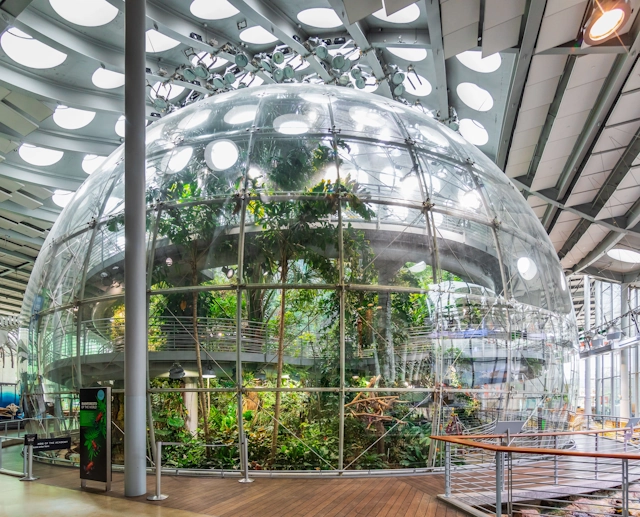 Rainforest Exhibit at the California Academy of Sciences
