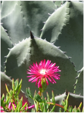 Flowers and cacti in the Cambria Pines Lodge Gardens in Cambria on the Pacific Coast Highway in California. Photo (c) Donna Dailey from https://www.pacific-coast-highway-travel.com/Cambria-Lodging.html