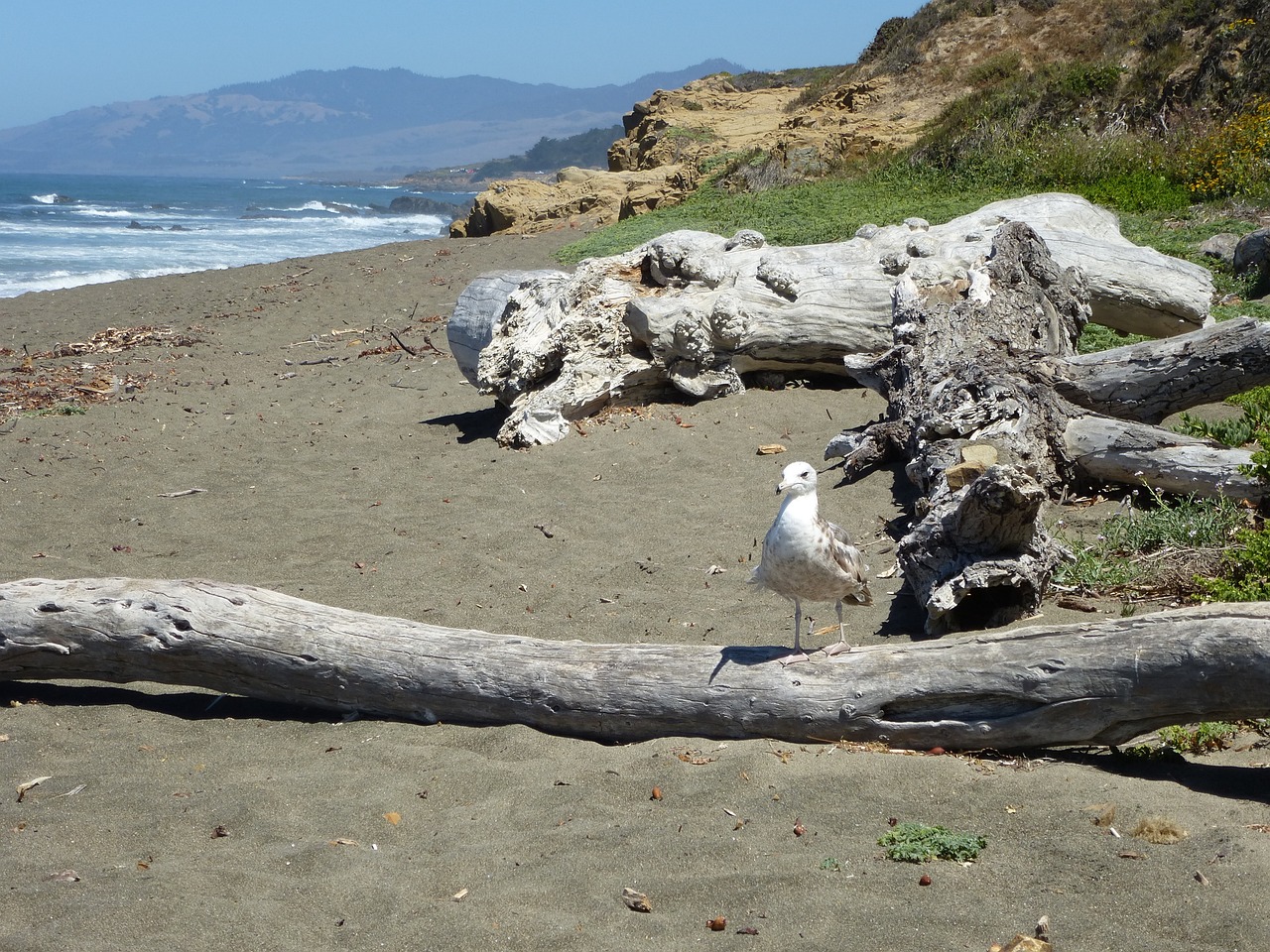Driftwood on the beach at Cambria