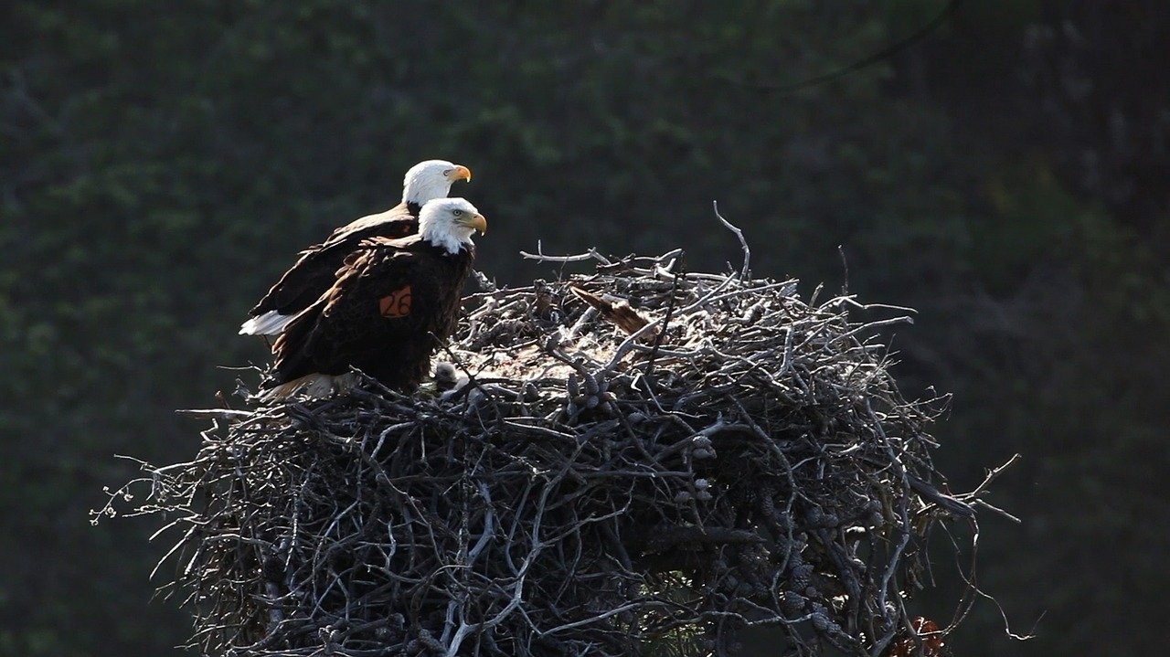 Bald Eagles in Channel Islands National Park