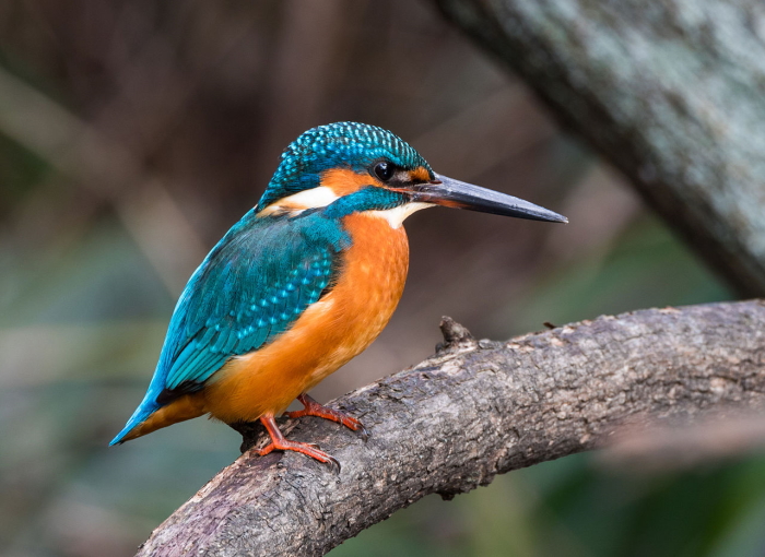 Common Kingfisher