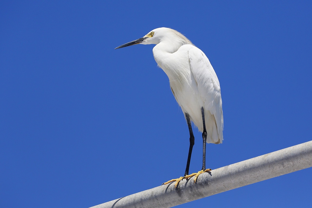Dana-Point-Egret.jpg