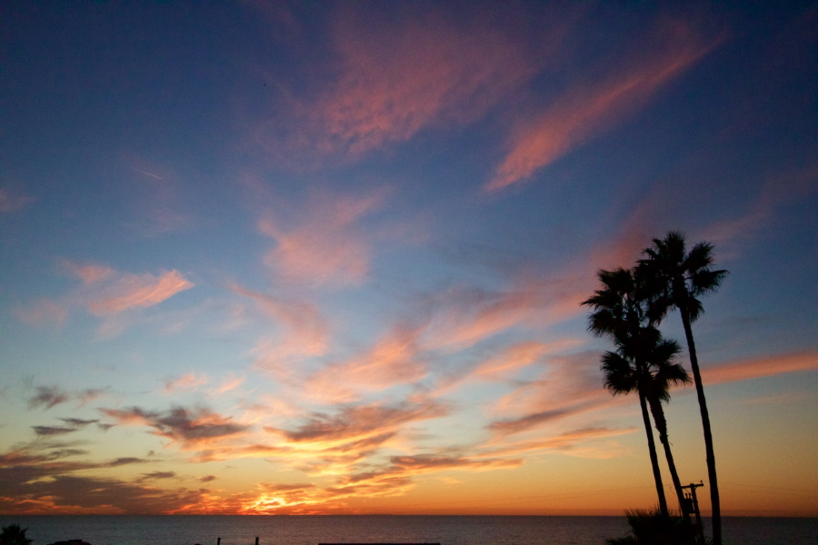 Palm Trees at Sunset in Encinitas