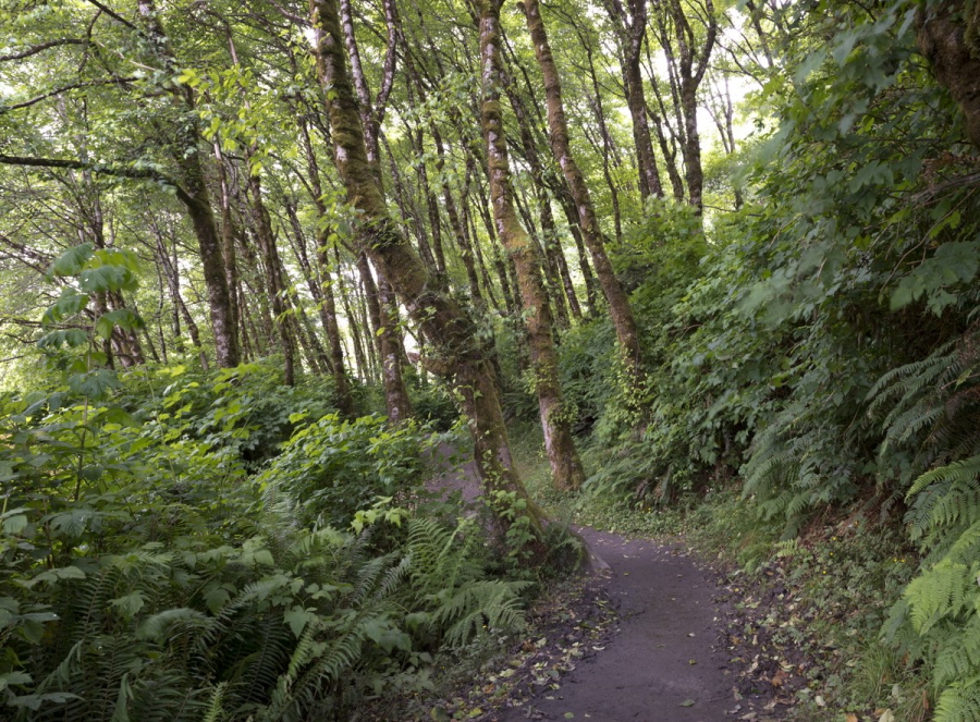 Fern Canyon in Prairie Creek Redwoods State Park near Crescent City, California