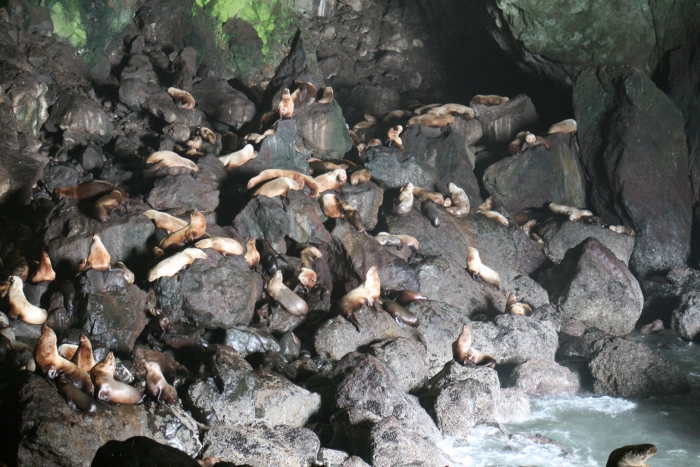 Florence Sea Lion Caves