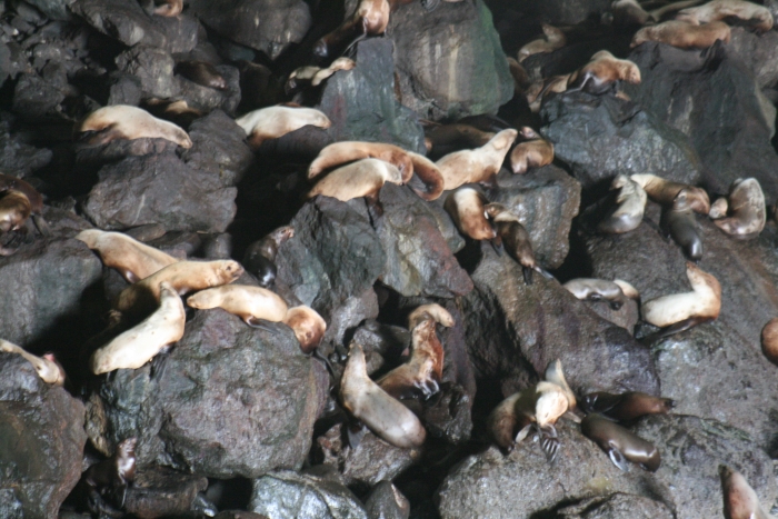 Florence Sea Lion Caves in Florence, Oregon