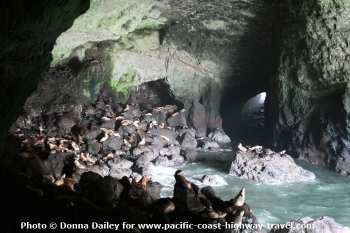 Florence Sea Lion Caves