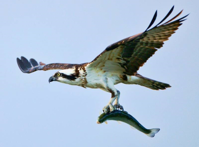 An osprey carrying a fish at Gold Beach in Oregon