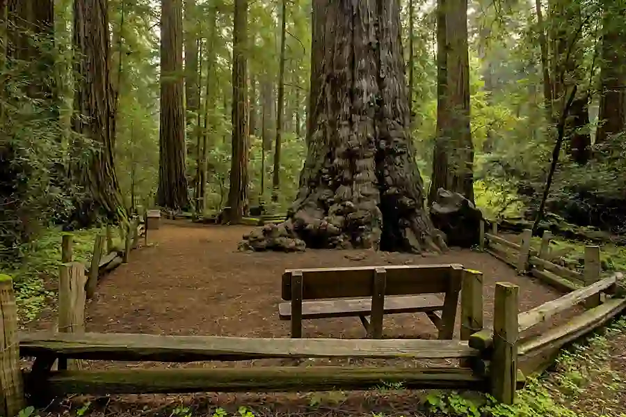 Henry Cowell Redwoods State Park