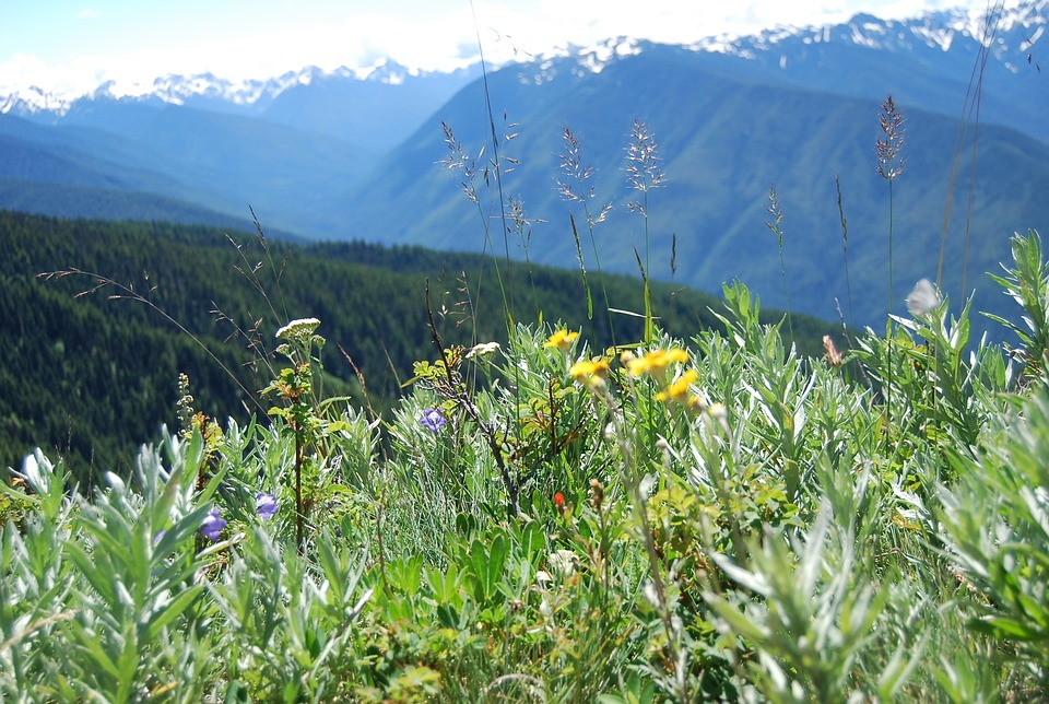 Hurricane Ridge on the Olympic Peninsula