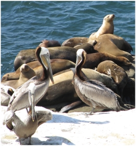 Seals and pelicans in La Jolla, California, photo (c) Donna Dailey