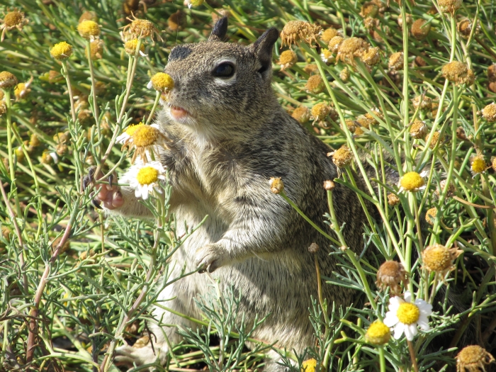 Ground squirrel photographed in La Jolla on the Pacific Coast Highway in California