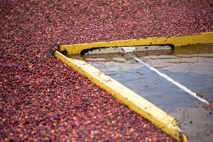 Harvesting Cranberries on the Long Beach Peninsula