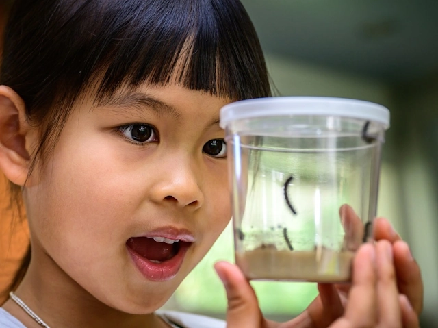 Young Girl Examining Bugs at the Kidspace Children's Museum in Pasadena, Los Angeles