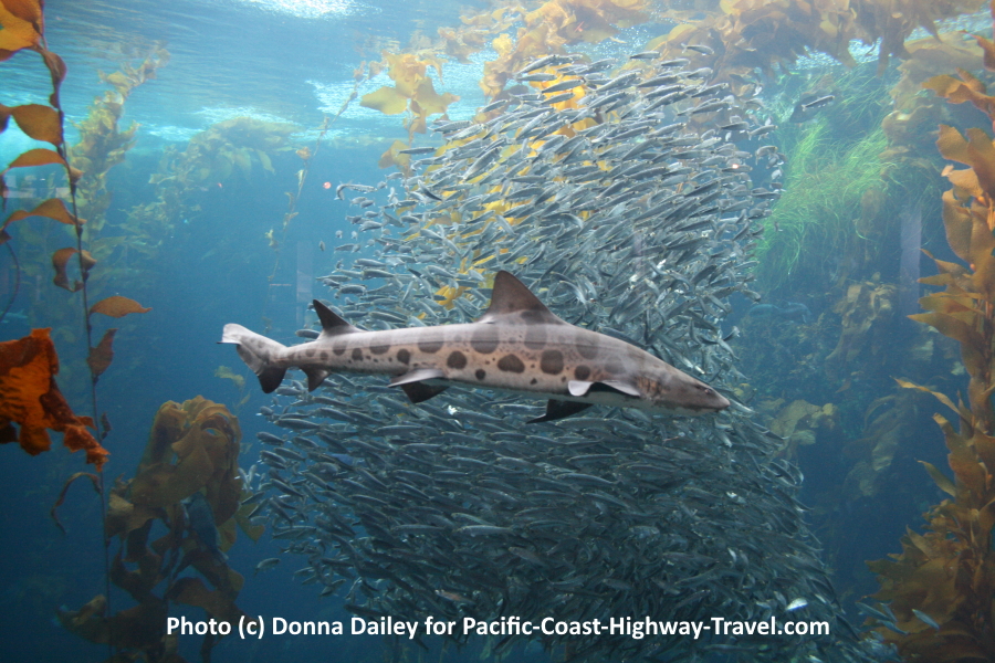 Shark at the Monterey Bay Aquarium