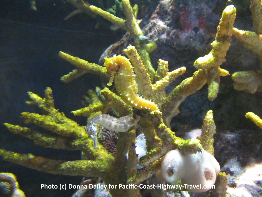 A Seahorse at the Monterey Bay Aquarium