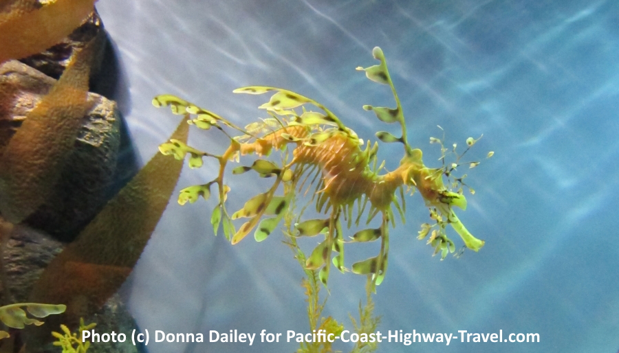 Seadragon at the Monterey Bay Aquarium