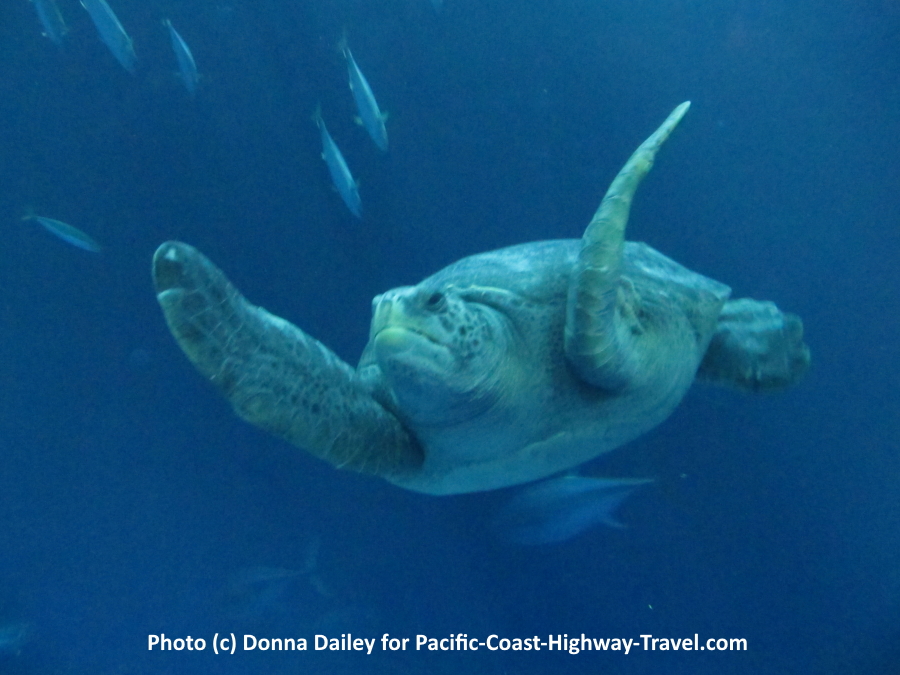 A turtle in the Monterey Bay Aquarium