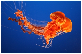 Jellyfish in the Monterey Aquarium on Cannery Row in Monterey, California, photo (c) Donna Dailey from https://www.pacific-coast-highway-travel.com/Cannery-Row-Monterey.html