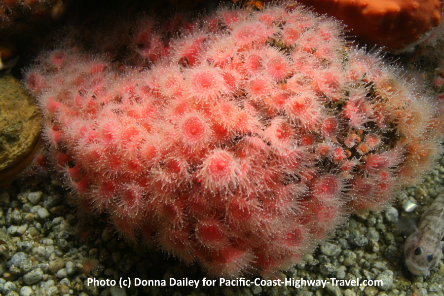Monterey Bay Aquarium