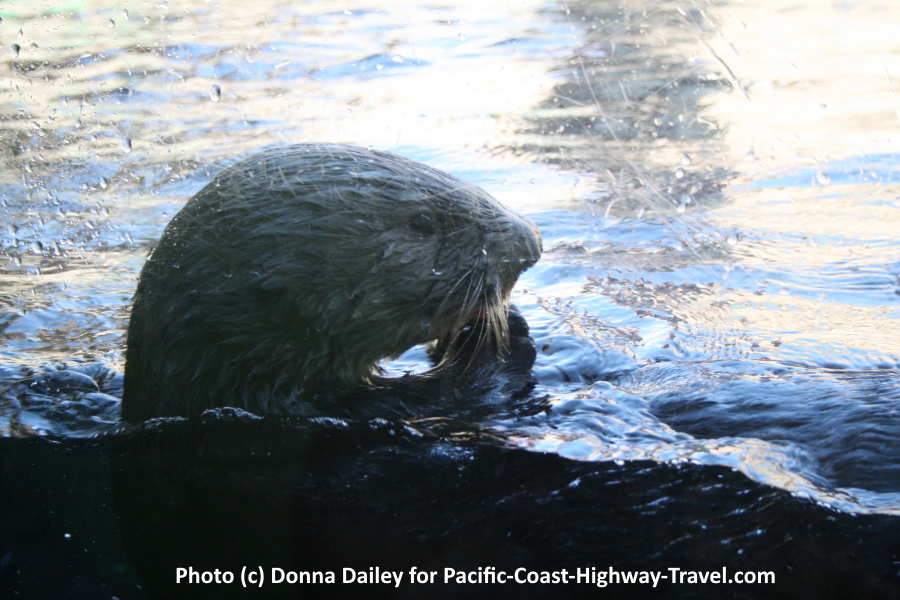 Otter Enjoying a Snack at the Monterey Bay Aquarium