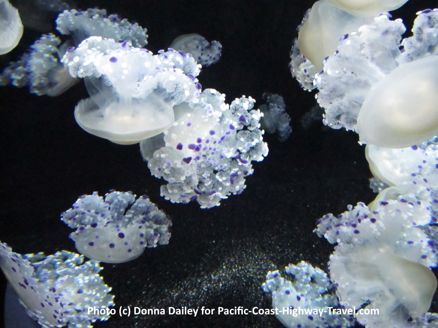 Jellyfish at the Monterey Bay Aquarium