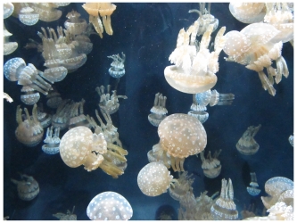 Monterey Bay Aquarium Jellies Experience