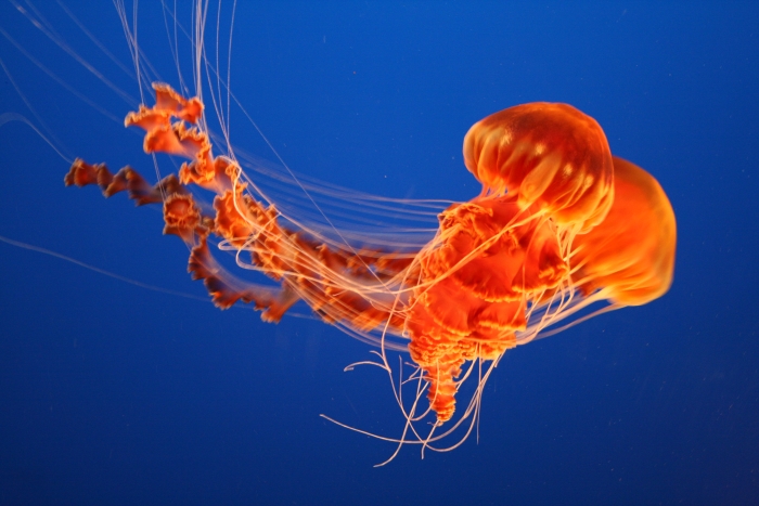 Jellyfish in the Monterey Bay Aquarium