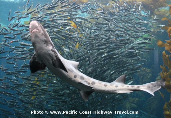 Monterey Bay Aquarium