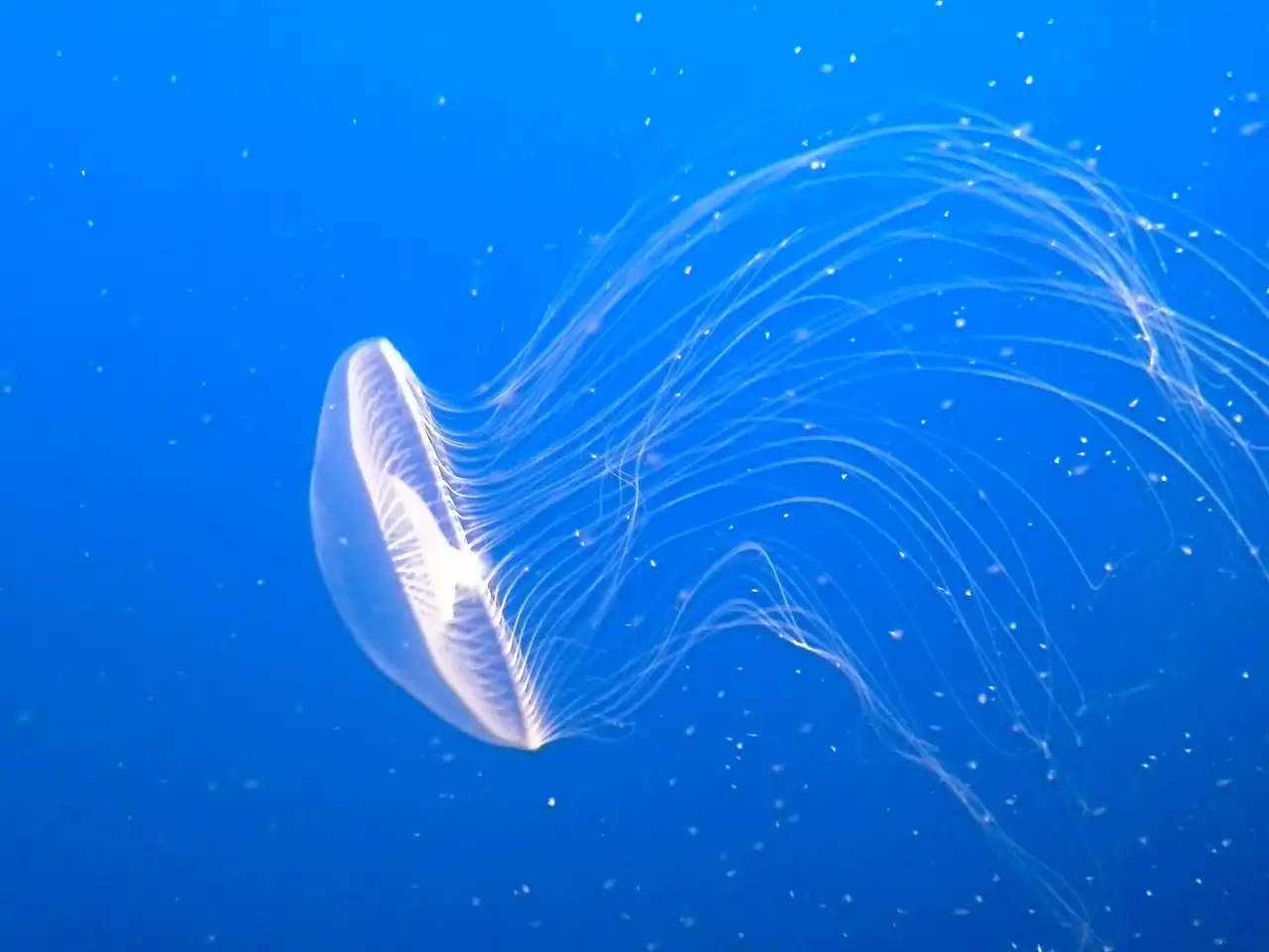 Jellyfish in Monterey Bay Aquarium